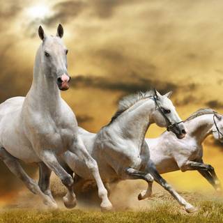 HD white horse wallpaper