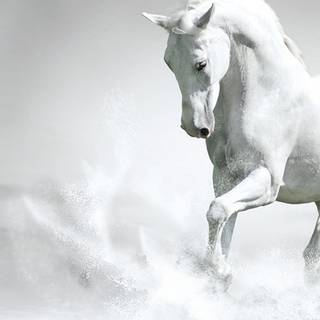 HD white horse wallpaper