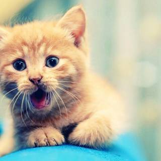 Wallpaper desktop widescreen cute