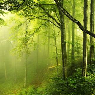 HD wallpaper nature forest