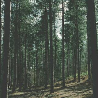 HD wallpaper nature forest