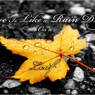 Beautiful rain drops wallpaper with quotes