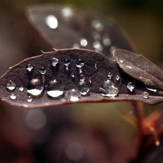 Beautiful rain drops wallpaper with quotes