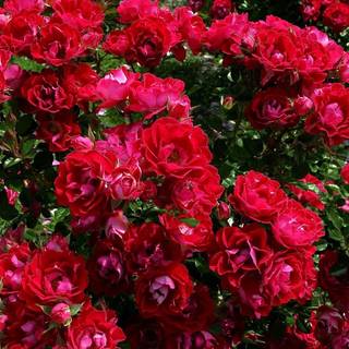 Red rose garden wallpaper