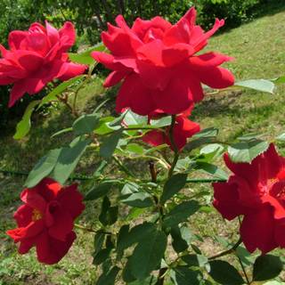 Red rose garden wallpaper