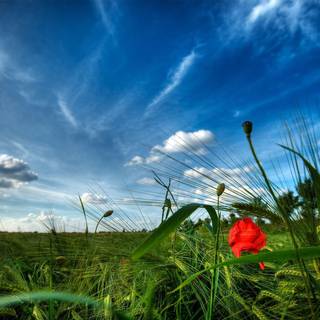 Red rose garden wallpaper