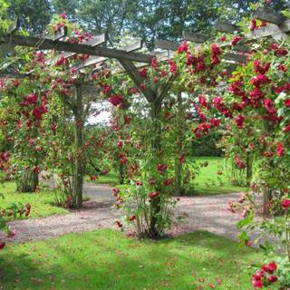 Beautiful rose garden wallpaper