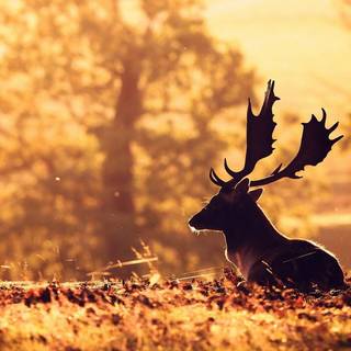 Deer background