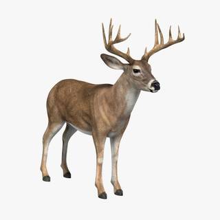 Deer background