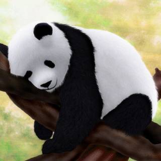 Baby panda HD wallpaper