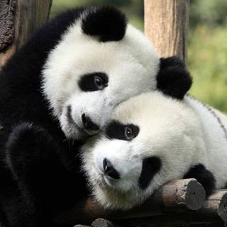 Baby panda HD wallpaper