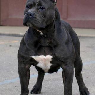 American pitbull terrier wallpaper