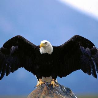 3d eagle wallpaper desktop