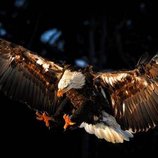 3d eagle wallpaper desktop