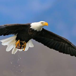 3d eagle wallpaper desktop