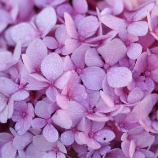 Pink hydrangea wallpaper