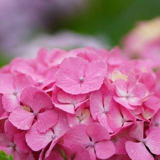 Pink hydrangea wallpaper