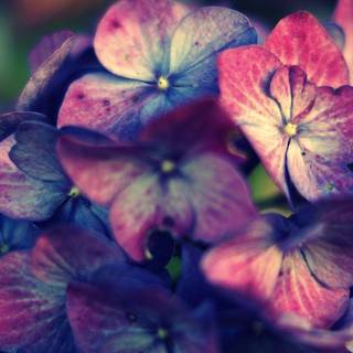 Pink hydrangea wallpaper