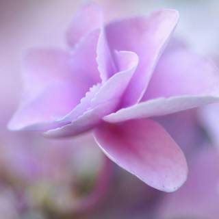 Pink hydrangea wallpaper