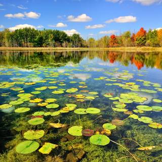 Bass fishing wallpaper