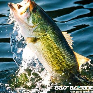 Bass fishing wallpaper