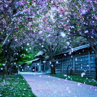 Cherry blossom tree wallpaper