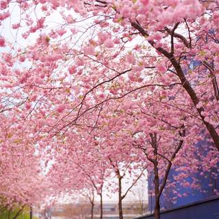 Cherry blossom tree wallpaper
