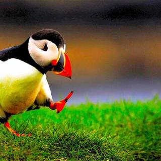 High quality HD wallpaper