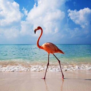 Flamingo bird wallpaper