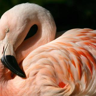Flamingo bird wallpaper