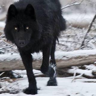 Black wolf wallpaper HD
