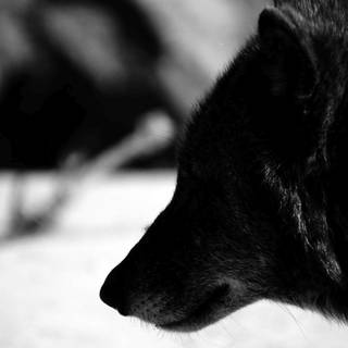 Black wolf wallpaper HD