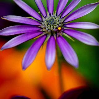 HD wallpaper 1080p for mobile