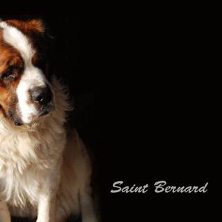 Saint brand dog wallpaper