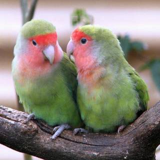 Cute love birds wallpaper