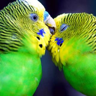 Cute love birds wallpaper