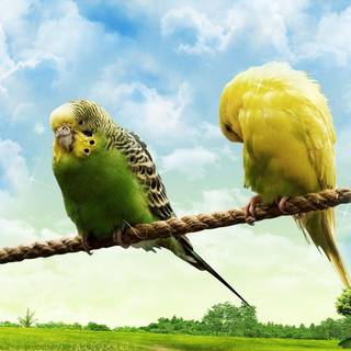 Cute love birds wallpaper