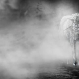 White wolves wallpaper