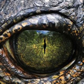 Wallpaper dinosaurus