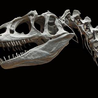 Dinosaur wallpaper HD