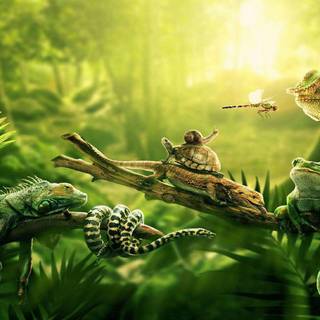Amazon rainforest HD wallpaper