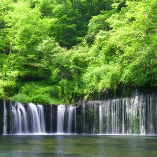 Amazon rainforest HD wallpaper