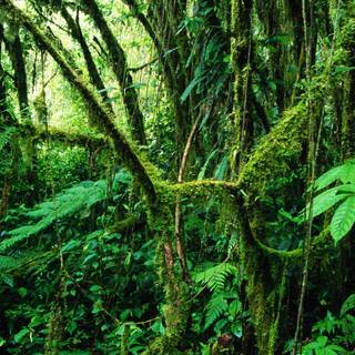 Amazon rainforest HD wallpaper