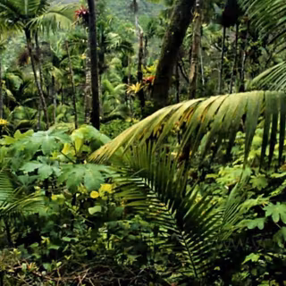 Amazon rainforest HD wallpaper