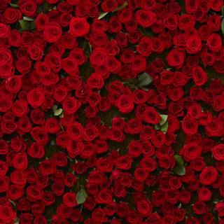 Rose red wallpaper