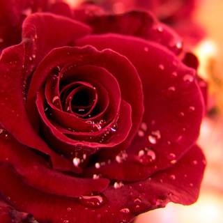 Rose red wallpaper