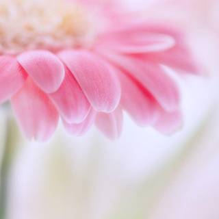 Wallpaper pink flower