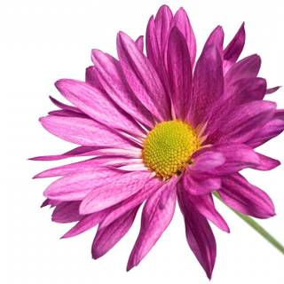 Flower white background