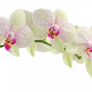 Flower white background