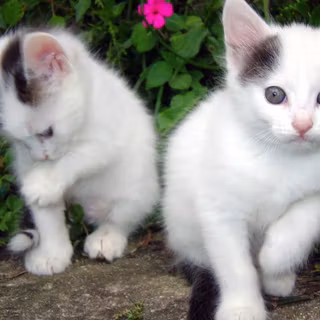 White baby cat wallpaper